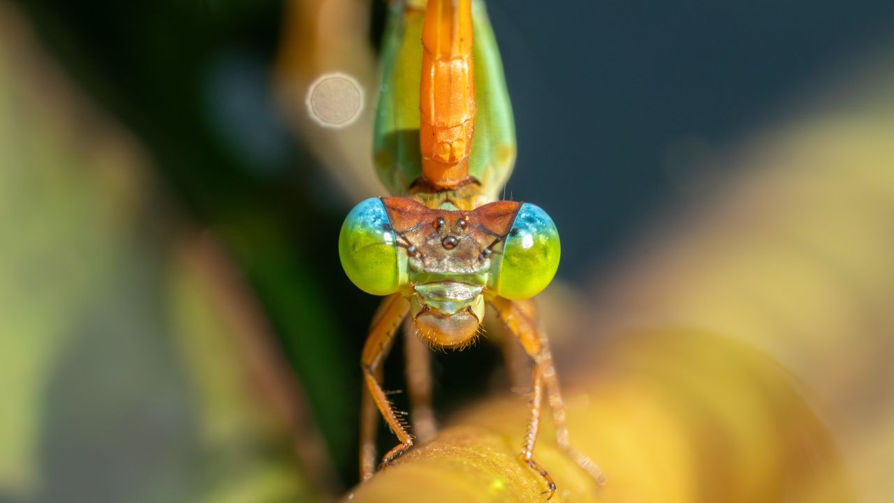 Module